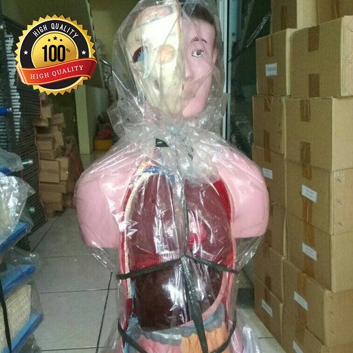 

Peraga pendidikan Torso Laki - laki \ pria