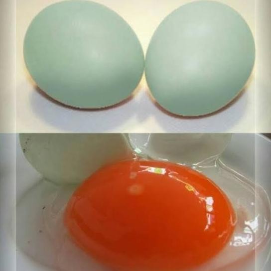 Telur Bebek Omega Isi 30 Butir / Telor Bebek Mentah Omega Termurah
