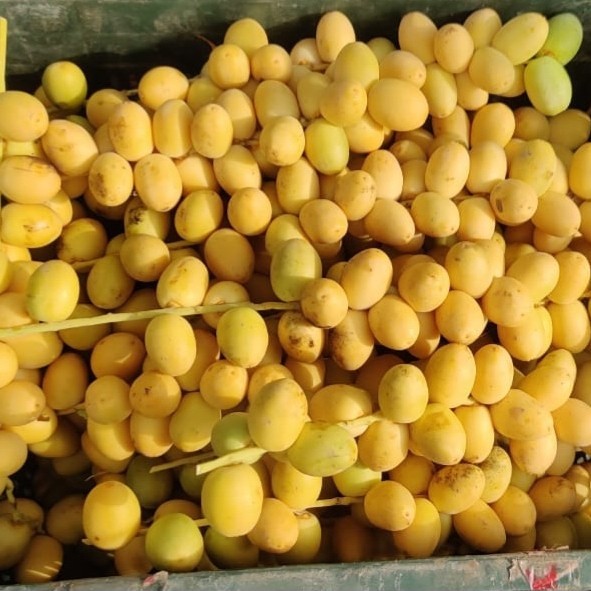 

kurma muda barhee fresh 500gr