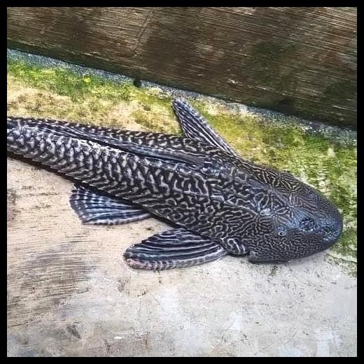 Ikan Hias Ikan Sapu Sapu Black Jumbo Pembersih Lumut Aquarium Original Best Seller