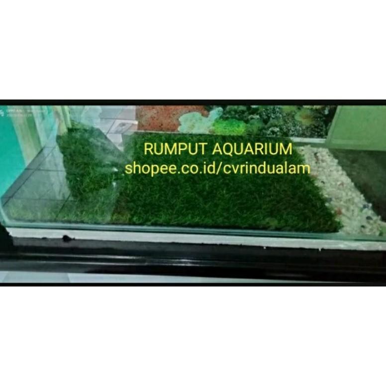 yui-7 KARPET RUMPUT Sintetis Aquarium 60 x 60 cm Termurah