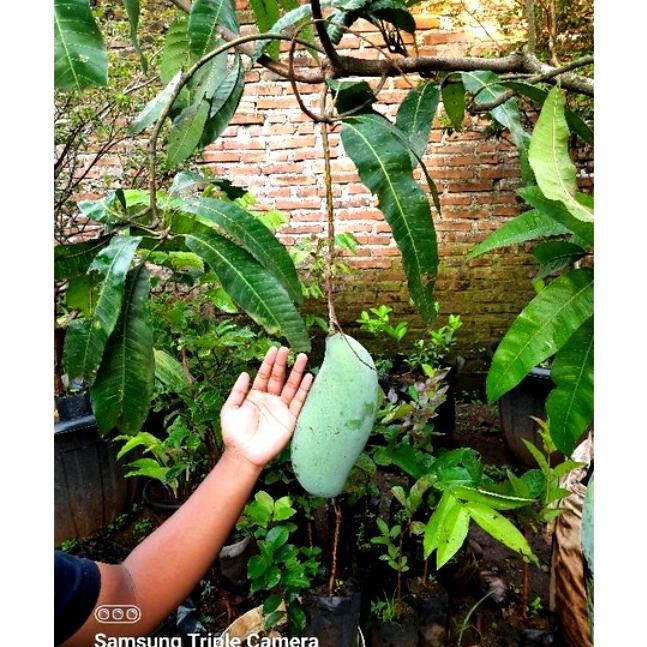 BIBIT BUAH MANGGA MAHATIR SUDAH BERBUNGA  RIMBUN