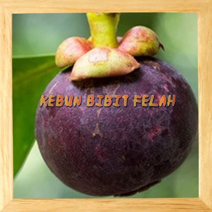 PREMIUM Bibit Tanaman Buah manggis Okulasi Stek Cangkok Unggul