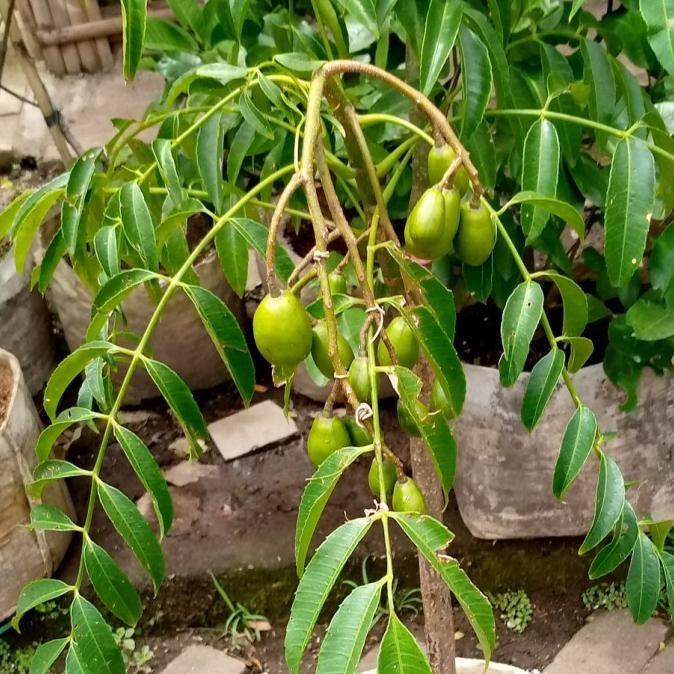 PREMIUM pohon kedongdong berbuah/pohon buah/tanaman kedongdong sudah berbuah