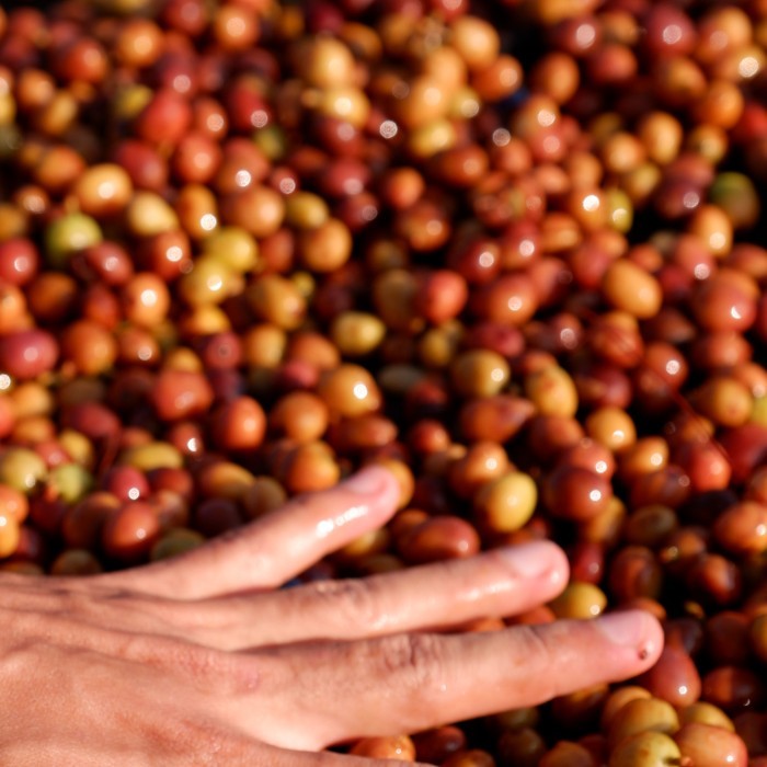 

Promo Terbatas Green Bean Arabika - Natural Lactic Garut Sindangpalay Tujuhenam Gb Aman