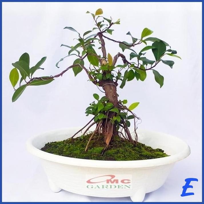 [OMC] BERINGIN LOKAL LOCAL IPRIK KIMENG BIBIT BERAKAR BONSAI FICUS BR-1020