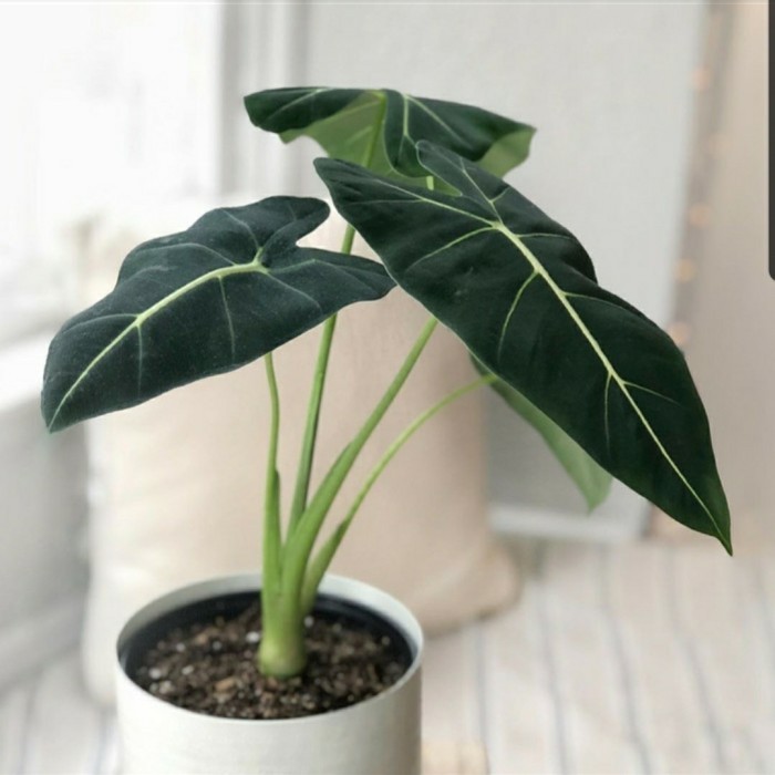 

BERGARANSI TANAMAN HIAS ALOCASIA FRYDEK NEON + POT TAWON