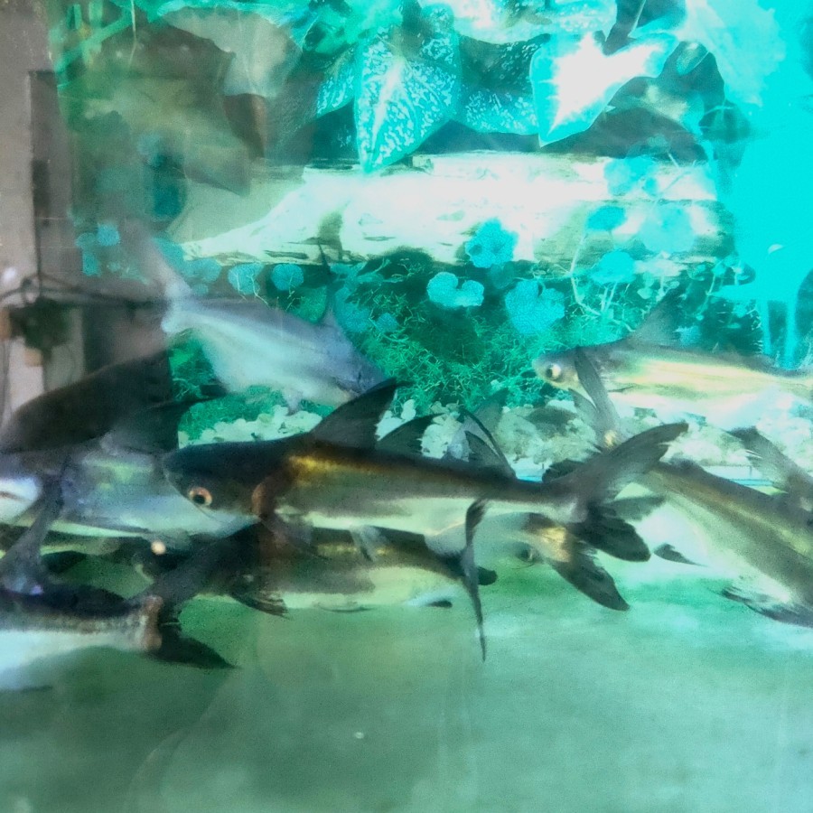 IKAN HIAS IKAN GENGHISKHAN "HIU AIR TAWAR" TANKMATE PREDATOR SIZE SDG