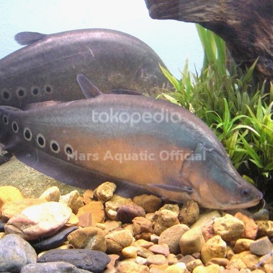 IKAN HIAS IKAN BELIDA BANGKOK JUMBO