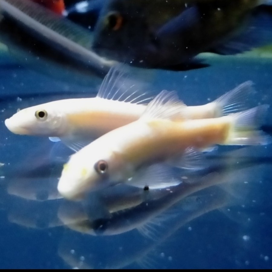 Ikan Hias Algaeter Albino Pembersih Lumut kaca Aquarium