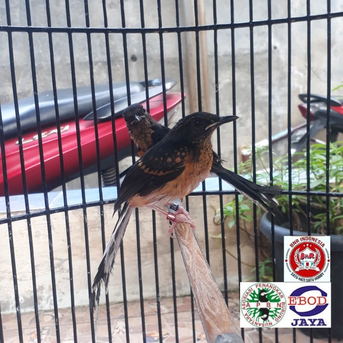 MURAI TROTOL PROSPEK DOUBLE RING APBN PLUS SERTIFIKAT YAYASAN KODE 114