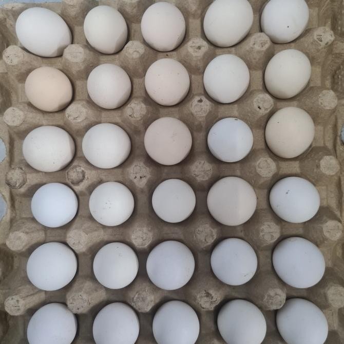 

READY TELUR AYAM KAMPUNG OMEGA STANDARD PER 30 BUTIR