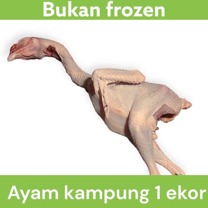 

READY AYAM KAMPUNG FRESH (1EKOR)