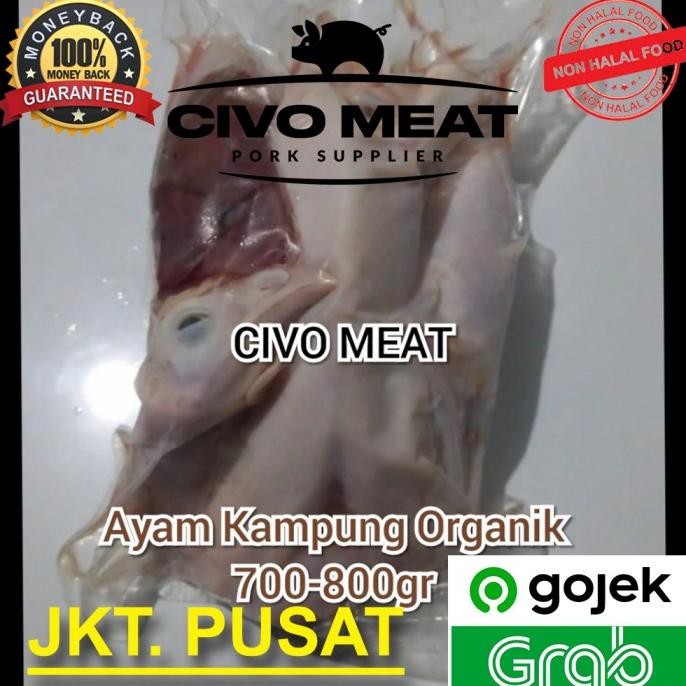 

READY AYAM KAMPUNG ORGANIK 1EKOR 700-800GR FROZEN - DIJAMIN BERSIH NO BULU