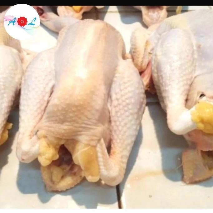 

READY AYAM KAMPUNG GEMUK MUDA FRESH 1200GR