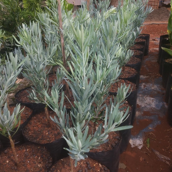 tanaman hias lohansung silver blue ice - lohansung silver blue ice ori