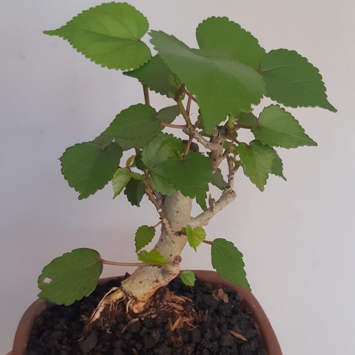 Bonsai Mame Waru Taiwan Bogel + Pot Keramik