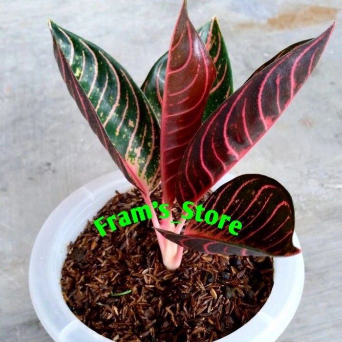 Promo Aglonema Red Sumatra dewasa murah