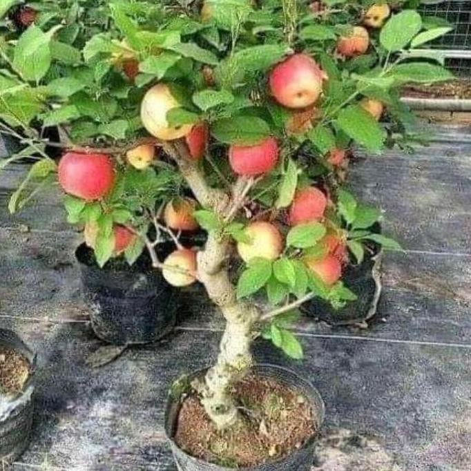 PREMIUM Bibit tanaman buah apel fuji okulasi dan cangkok siap berbuah