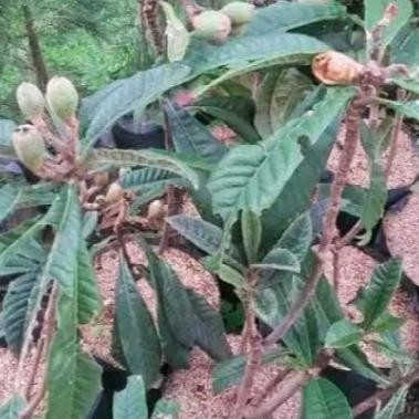 PREMIUM Tanaman Bibit Buah Leci Bi Sudah Berbuah Dan Berbunga