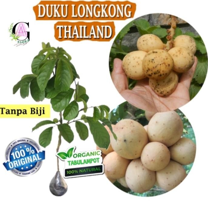 PREMIUM Bibit Buah Duku Tanpa Biji / Tanaman Buah Duku Super non Biji