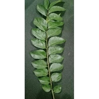 

Sale Daun Kari / Salam Koja / Daun Korobelek 5 Tangkai