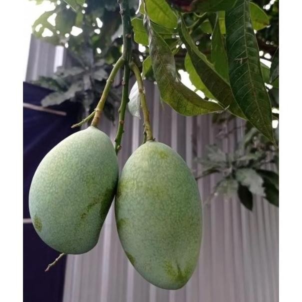 Bibit Tanaman buah Mangga Manalagi Hasil Stek Cangkok Okulasi w PREMIUM