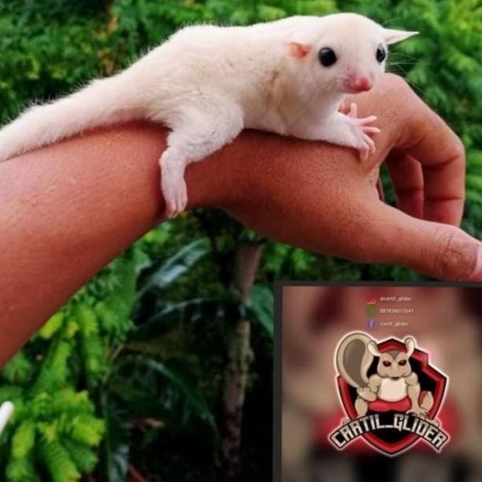 sugar glider leucistic