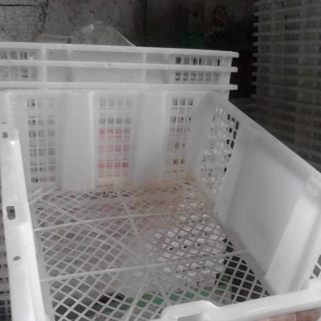 *#*#*#] Keranjang Plastik Murah Serbaguna Bekas Buah Anggur Bisa BEKAS LAYAK