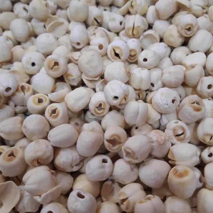

Buruan beli] 100gr Biji Teratai (PREMIUM BESAR) / Lian Zhi / Lienci / Bai Lian zi