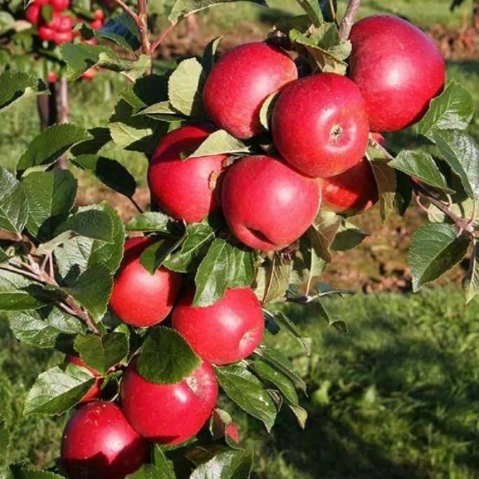 

(Good) BIBIT APEL FUJI MERAH CANGKOK CEPET BERBUAH