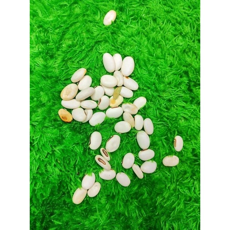 

(Good) Kacang koro binong koro pedang 1Kg Organik