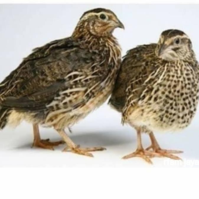 BURUNG PUYUH SEPASANG JANTAN DAN BETINA