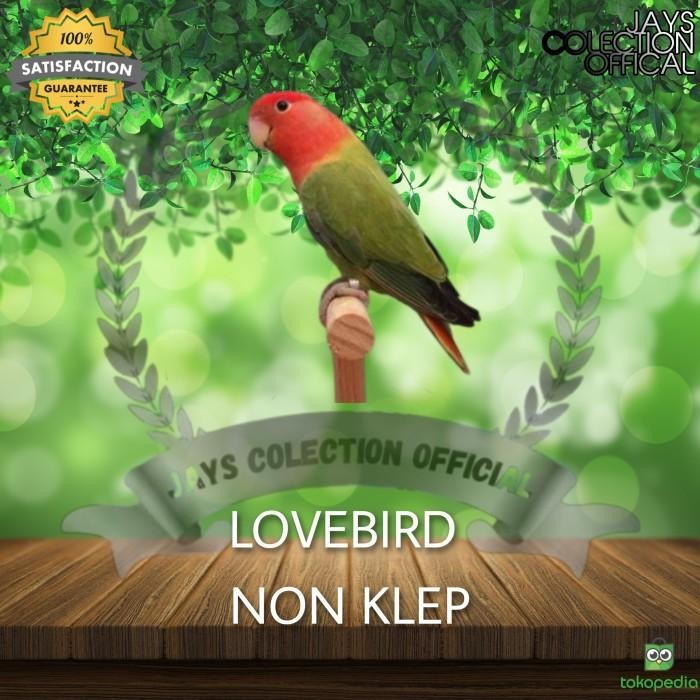 Burung Lovebird Non Klep Original Dan Terpercaya