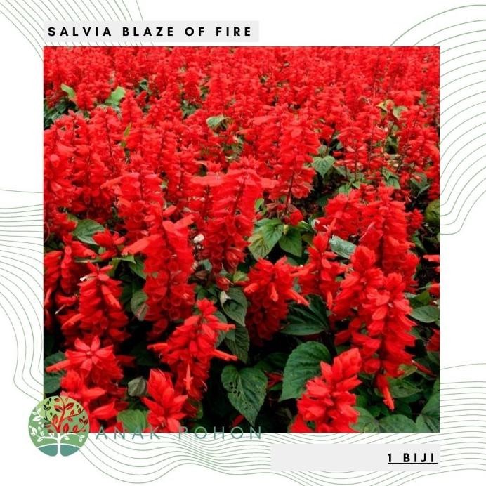 Benih Bibit Biji - Salvia Blaze of Fire Red Scarlet Sage Flower Seeds murah