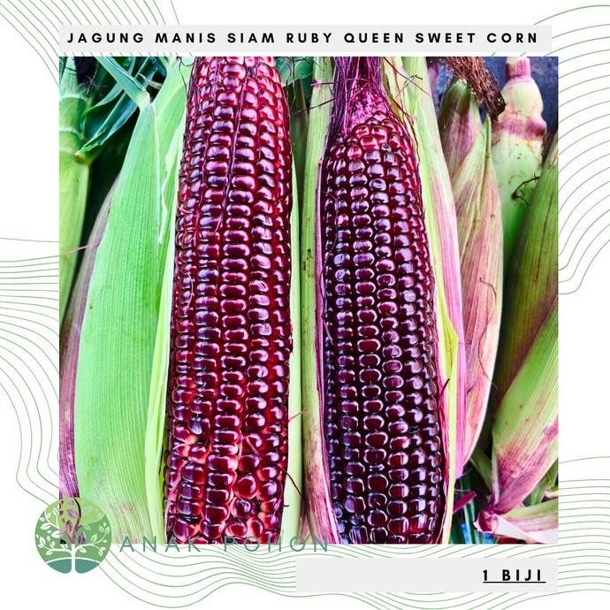Benih Bibit Biji - Jagung Viral Siam Ruby Queen Jagung Manis Warna Magenta Sweet Corn Seeds - IMPORT