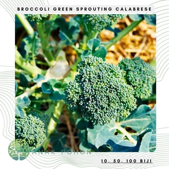 

Benih Bibit Biji - Broccoli Calabrese Green Brokoli Hijau USA Seeds murah