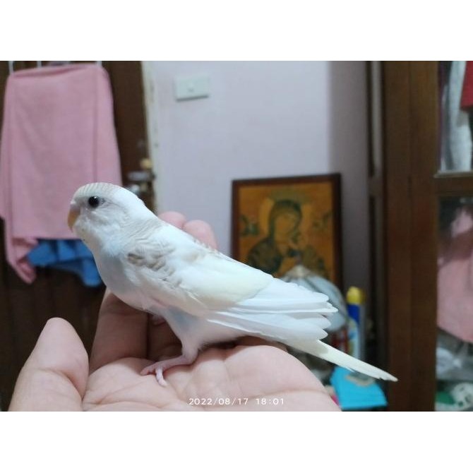 Burung Parrot Parkit jinak warna Putih Biru murah