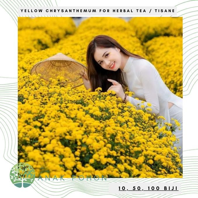 Benih Bibit Biji - Bunga Yellow Chrysanthemum Flower Traditional Chinese Medicine Herbal Tea Tisane 