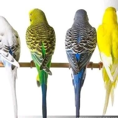 Burung Parkit Sepasang Istimewa murah