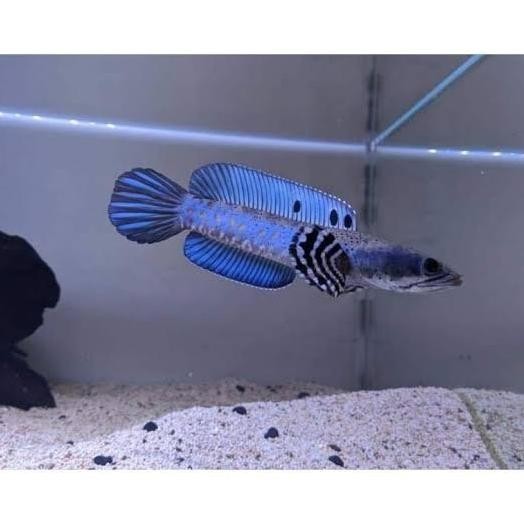 (Good) Channa blue pulchra 10-12 cm singel tank flaring