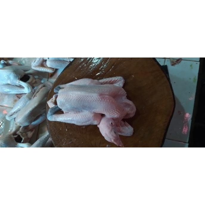 

(Good) AYAM KAMPUNG 720 - 760 gr (Paket Silver)
