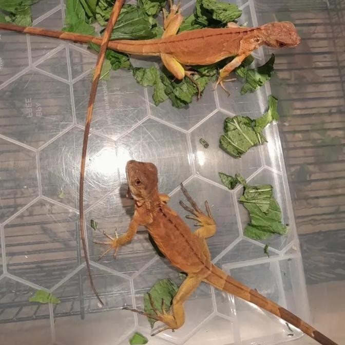 BABY SUPER RED IGUANA MULUS PEDES 30-35cm