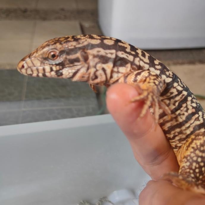 tegu red chacoan no biawak salvator blue