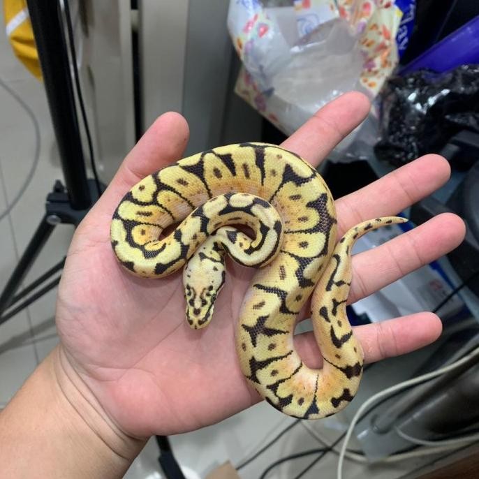 ball python bumblebee het lavender albino