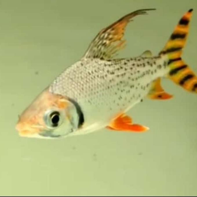 || FARISMAL / Ikan feifeng flag tail fefeng merah red feifeng flat bendera amerika ||~~~