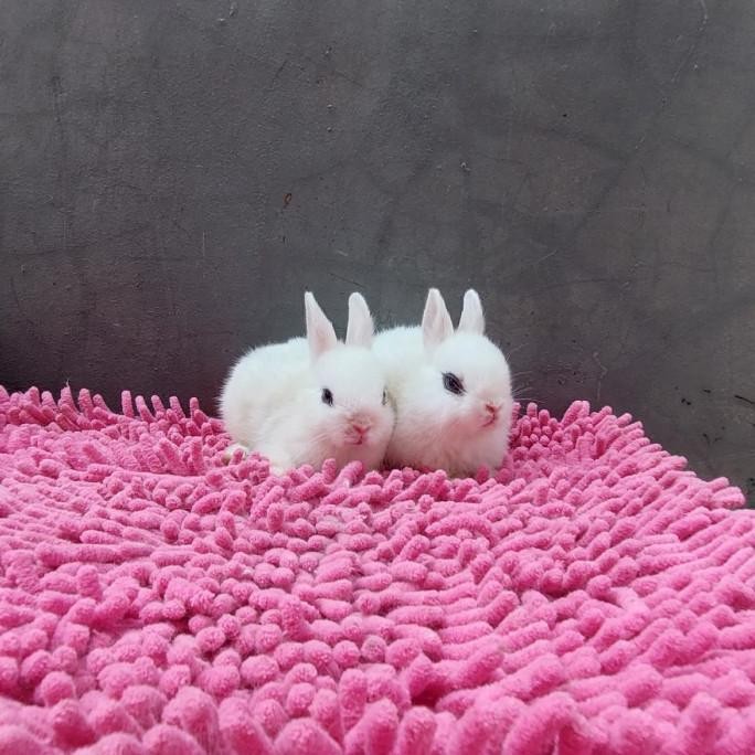 NEW kelinci mini netherland white dwarf eyeliner