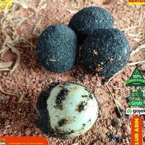 

Fg-7 Telur Asin Mentah Per Butir