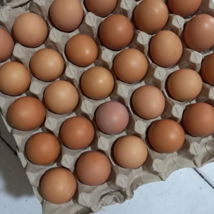 

Er-6 Telur Ayam Negri Fresh /Kg