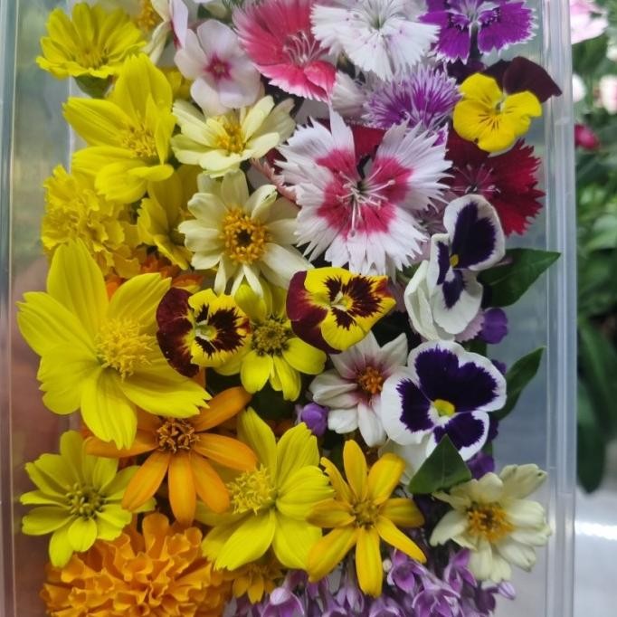 

Mix Edible Flower 100 pcs murah